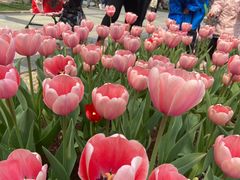 -石家庄市植物园