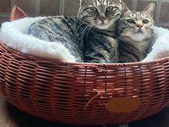 -纳吉亚猫专科动物医院博雅分院