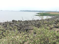 -上海吴淞炮台湾国家湿地公园