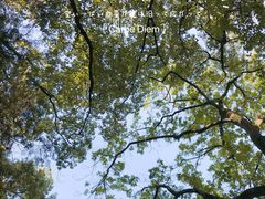 -上海佘山国家森林公园天马山园