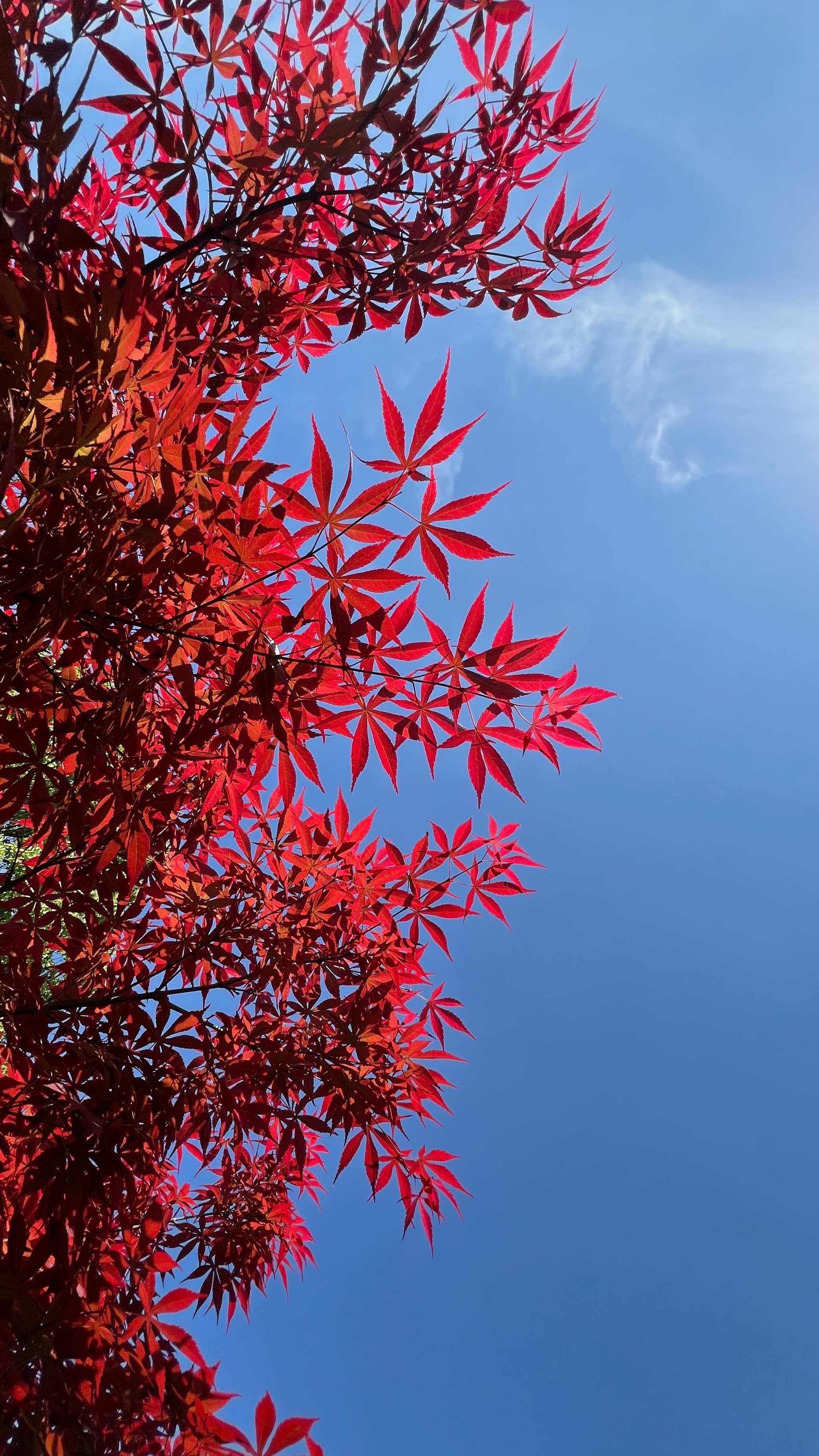 海南开红花的树图片