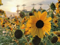 -海心沙亚运公园