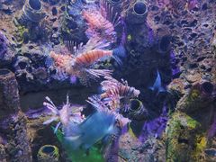 -太平洋海底世界