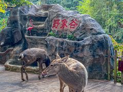-野象谷景区