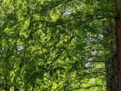 -黄海国家森林公园