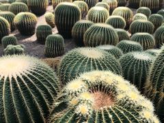 -南山植物园