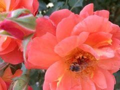 -意大利农场度假村