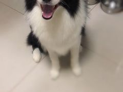 -宠颐生宠物医院·心肾内科·猫专科诊疗中心宠巢店
