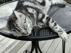android_upload_pic-海边的猫和咖啡馆
