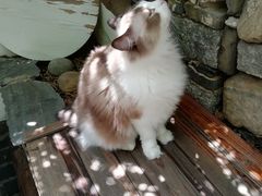 -喵屿·大理花园猫咖