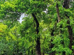 -野蔓果·山野菜(西湖景区·龙井茶田店)