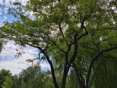 -莲花池公园