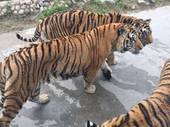 -西安秦岭野生动物园