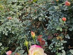 -人民公园(罗湖区)