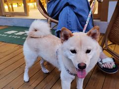 -Fruiffee Cafe 果啡派