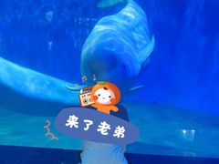 -泉城欧乐堡海洋极地世界