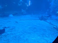 -烟台海昌鲸鲨海洋公园