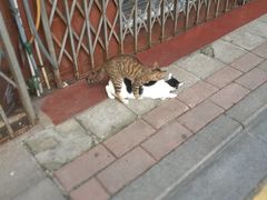 -清平中药材专业市场