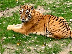 -北京野生动物园