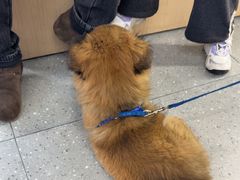 -瑞派伍一宠物医院·眼科·骨科·猫科转诊中心(马王堆院)