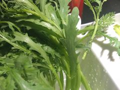-锅说大脸毛肚重庆老火锅(佐阾店)