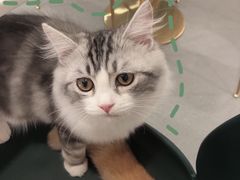 -飞行喵MR PILOT|猫舍·猫咖(静安大融城店)