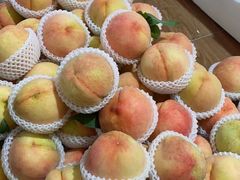 -南汇新场正宗水蜜桃采摘