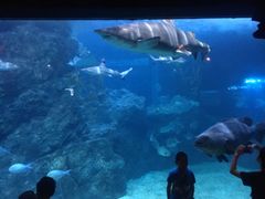 -暹罗海洋世界