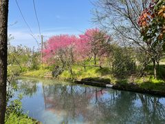 -南汇桃花村