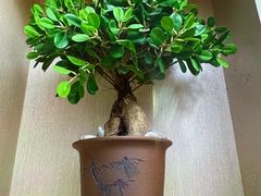 -麦子MaiMassage(打浦桥店)