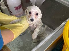 -瑞派动物医院·绝育·犬猫全科·预防医学(光景江南中店)