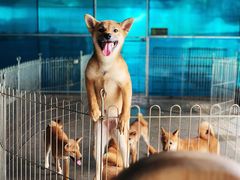 -柴犬高等学院·狗咖·柴犬售卖·宠物训练