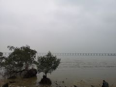 -宝安西湾红树林湿地公园