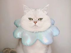 -欣宠猫屋·矮脚拿破仑·蓝金金渐层