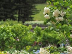 -深圳仙湖植物园