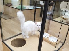 -袖虎猫馆(十亩地店)