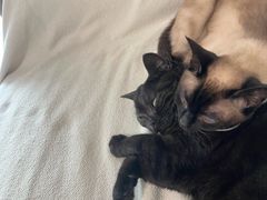 -中农大我爱我爱动物医院·核磁CT·猫病·24小时夜诊中心(石佛营店)