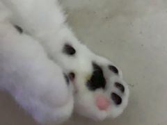-芭比堂动物医院广州顽皮分院