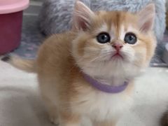 -糯米喵星人总部直营旗舰店·猫舍·幼猫出售