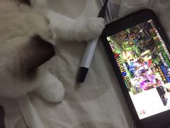 -lincat·猫舍(广州店)