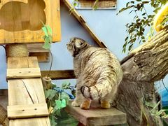 -青藏高原野生动物园