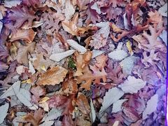 -上海佘山国家森林公园西佘山园