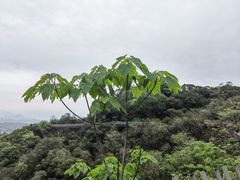 -福道