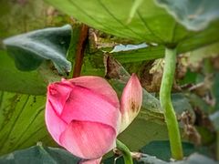 -泗洪洪泽湖湿地景区