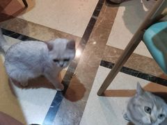 -猫色咖啡·猫咖