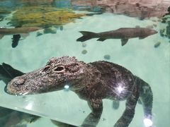 -上海海洋水族馆