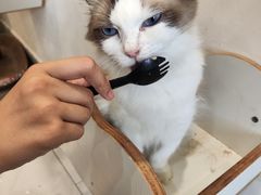 -楼上猫咖(罗湖店)