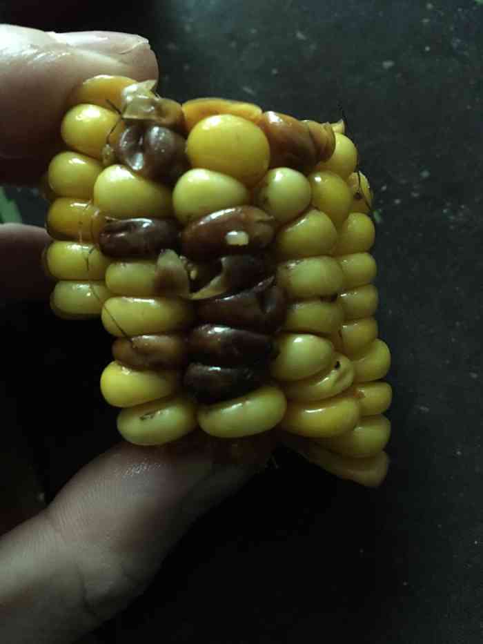 玉米都是坏的.什么意思啊