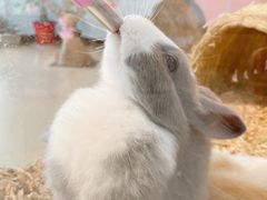 -喵宠乐园·撸猫互动·猫舍