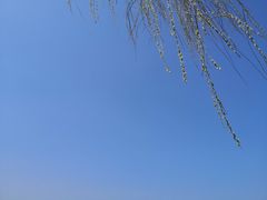 -羊山湖公园